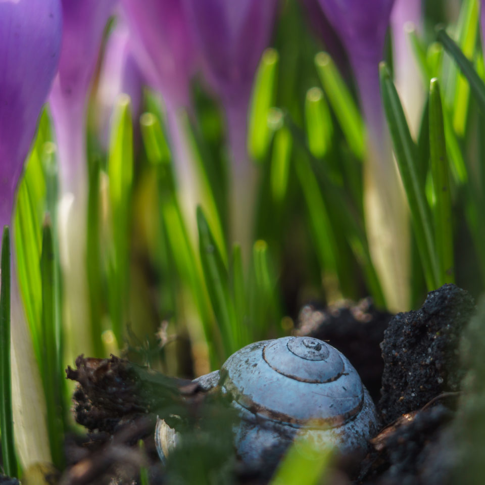 März 2018 – Frühlingsblumen