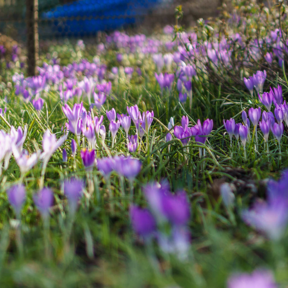 März 2017 – Frühlingsblumen