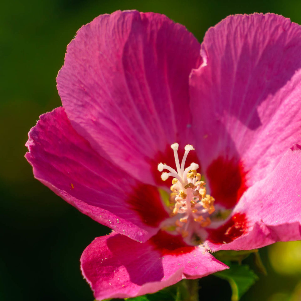 Juli 2017 – Sommer im Garten (Natur pur)