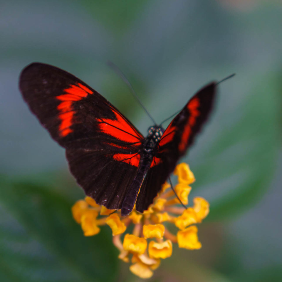 Juni 2017 – Schmetterlinspark