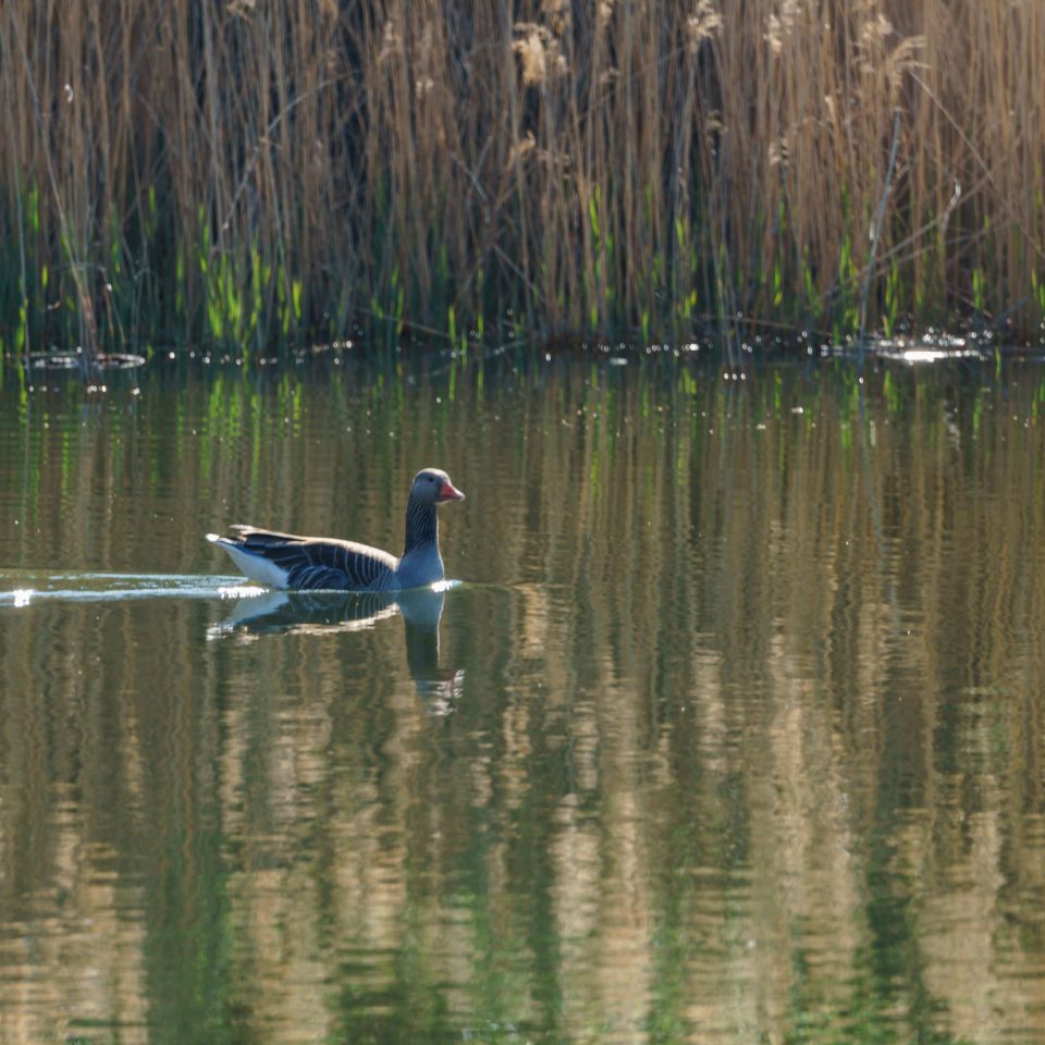 April 2019 – Radtour in der Muldeaue