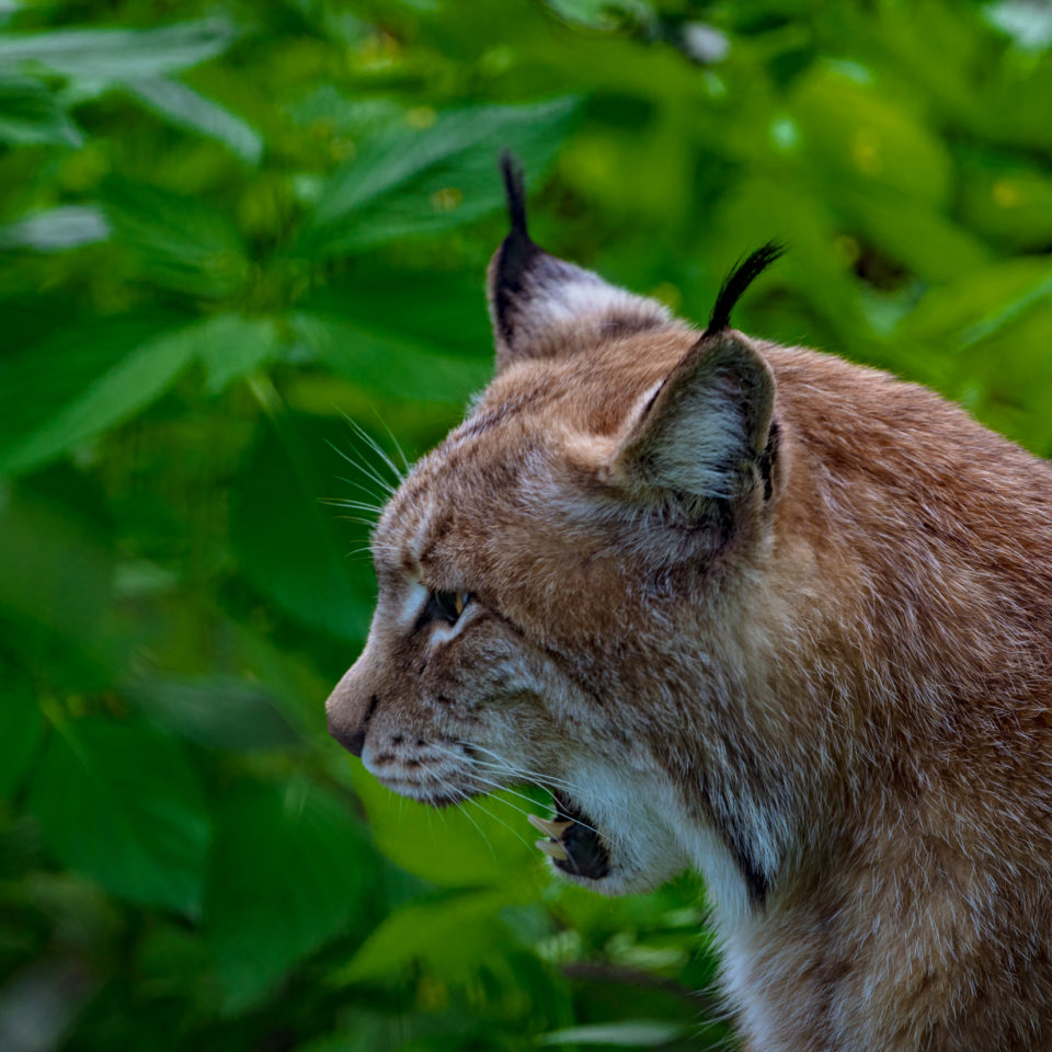 Mai 2019 – Tierpark am Petersberg