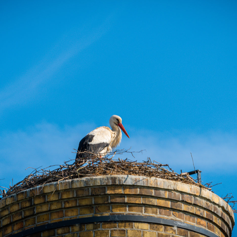 Juni 2019 – Muldeaue