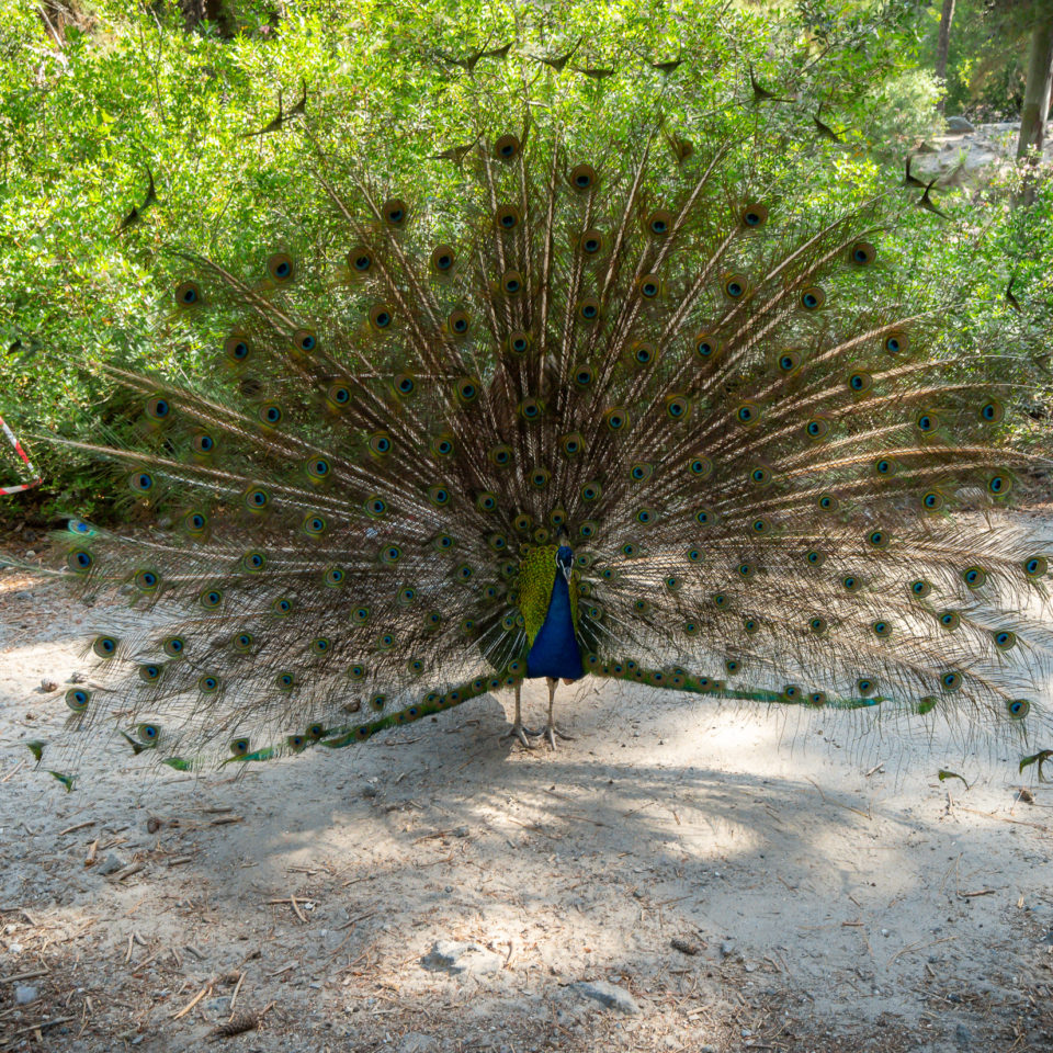Juni 2019 – Pfauenwald Plaka (KOS)