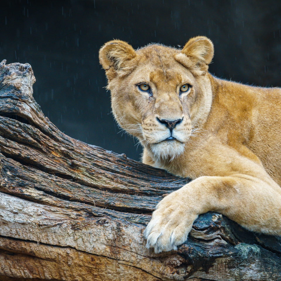 August 2019 – Tierpark Hagenbeck in Hamburg (Regentag)