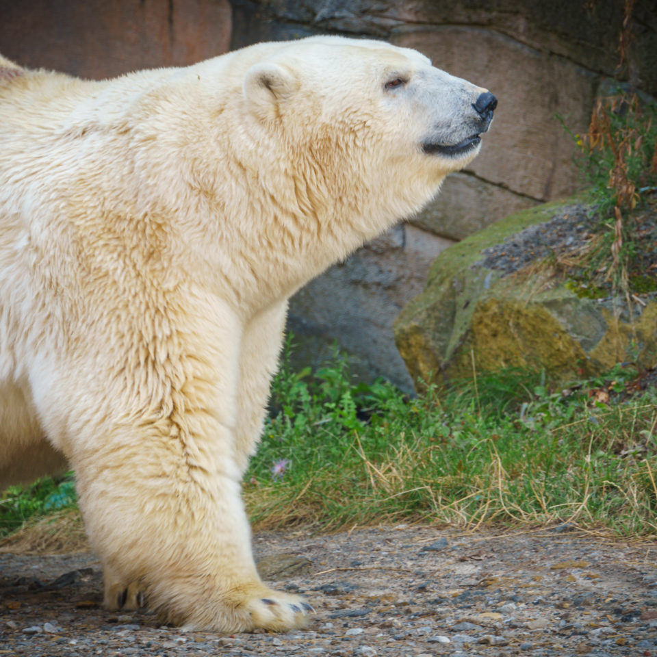 August 2019 – Erlebniszoo Hannover