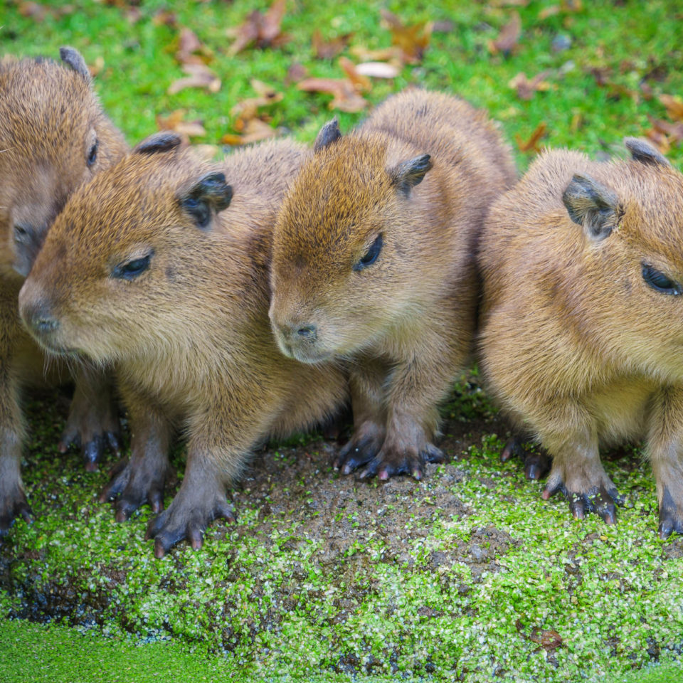Oktober 2019 – Zoo Leipzig