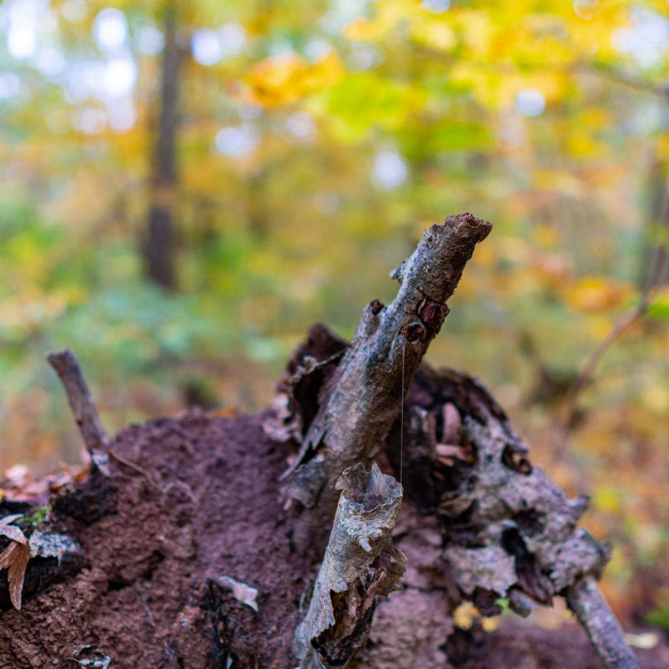 Oktober 2019 – Sigma 16mm 1.4 – Die ersten Bilder