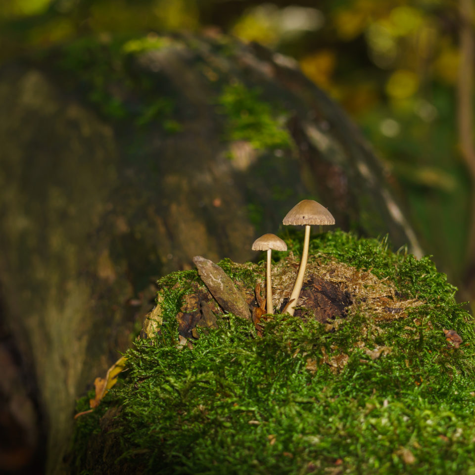 Oktober 2019 – Herbstwald