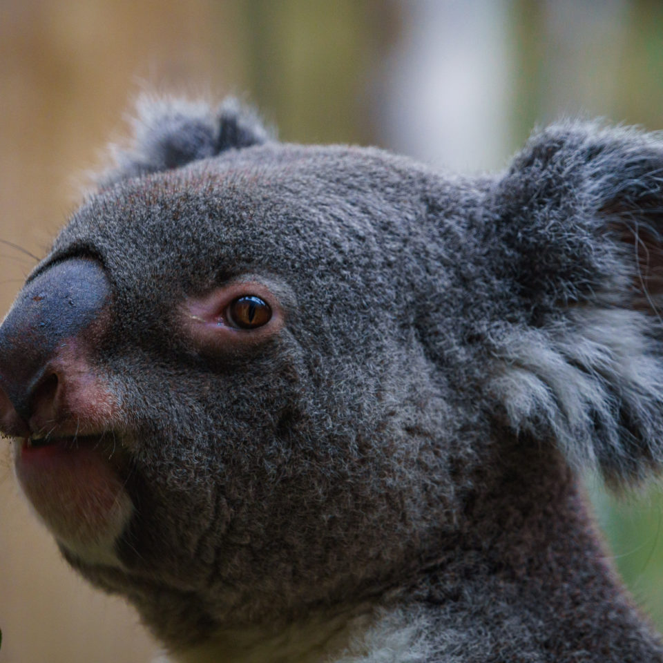 Januar 2020 – Neujahr im Zoo Leipzig
