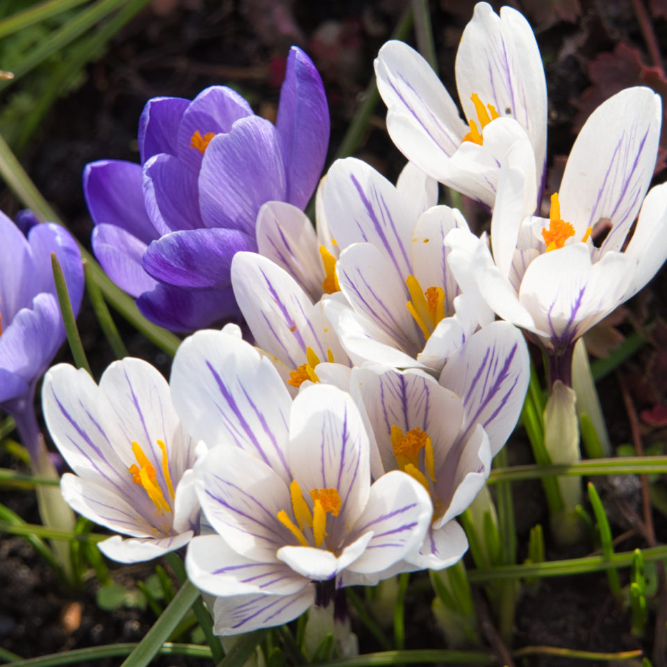 März 2020 – Frühblüher