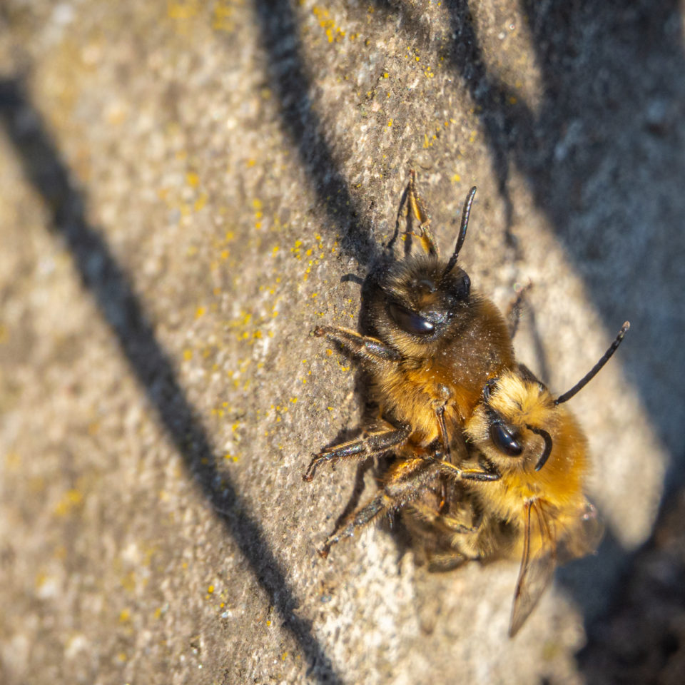 April 2020 – Insektenfrühling