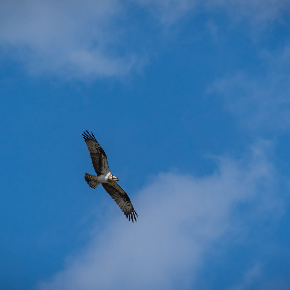 April 2020 – Besuch beim Fischadler