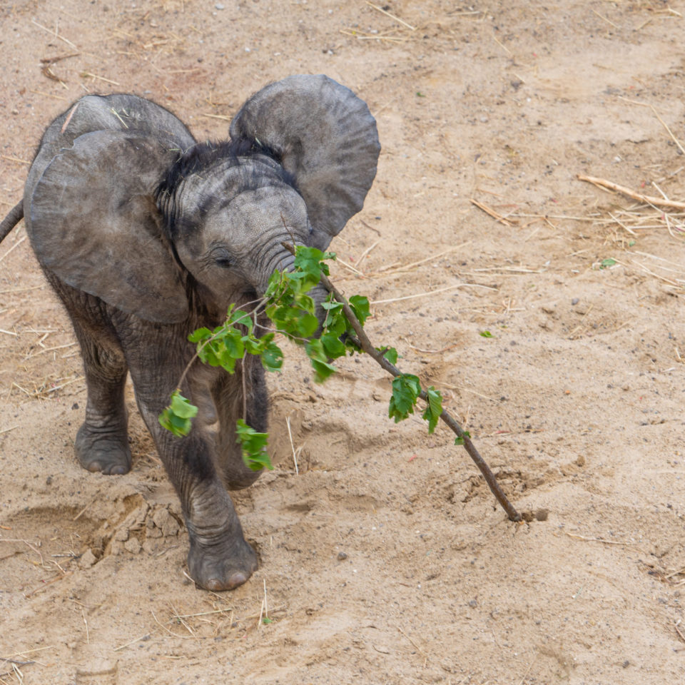 Mai 2020 – Bergzoo Halle (Saale)