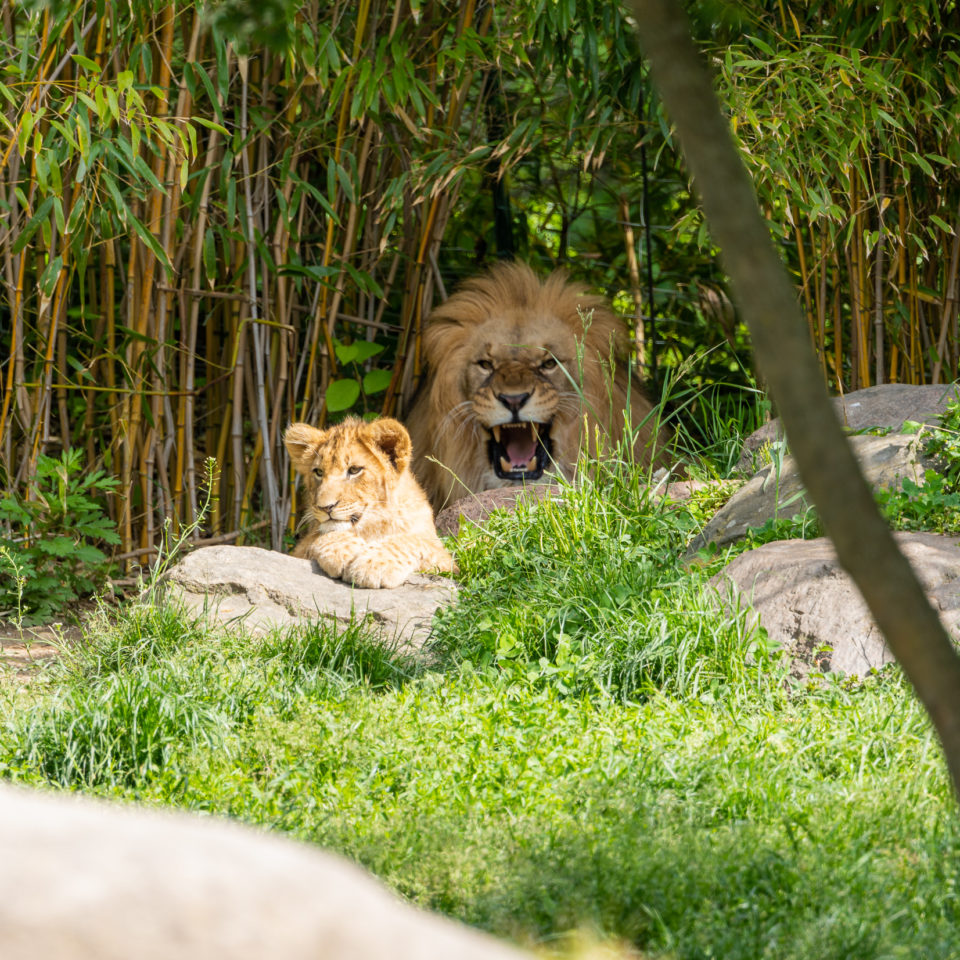 Mai 2020 – Zoo Leipzig – Der erste Besuch nach Corona