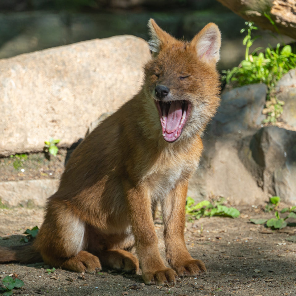 Mai 2020 – Zoo Magdeburg