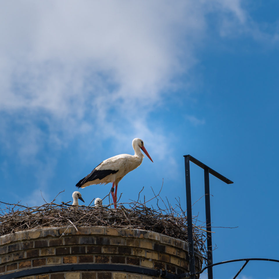 Mai 2020 – Unterwegs bei den jungen Störchen