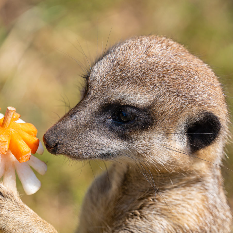 Juni 2020 – Unterwegs im Zoo Leipzig