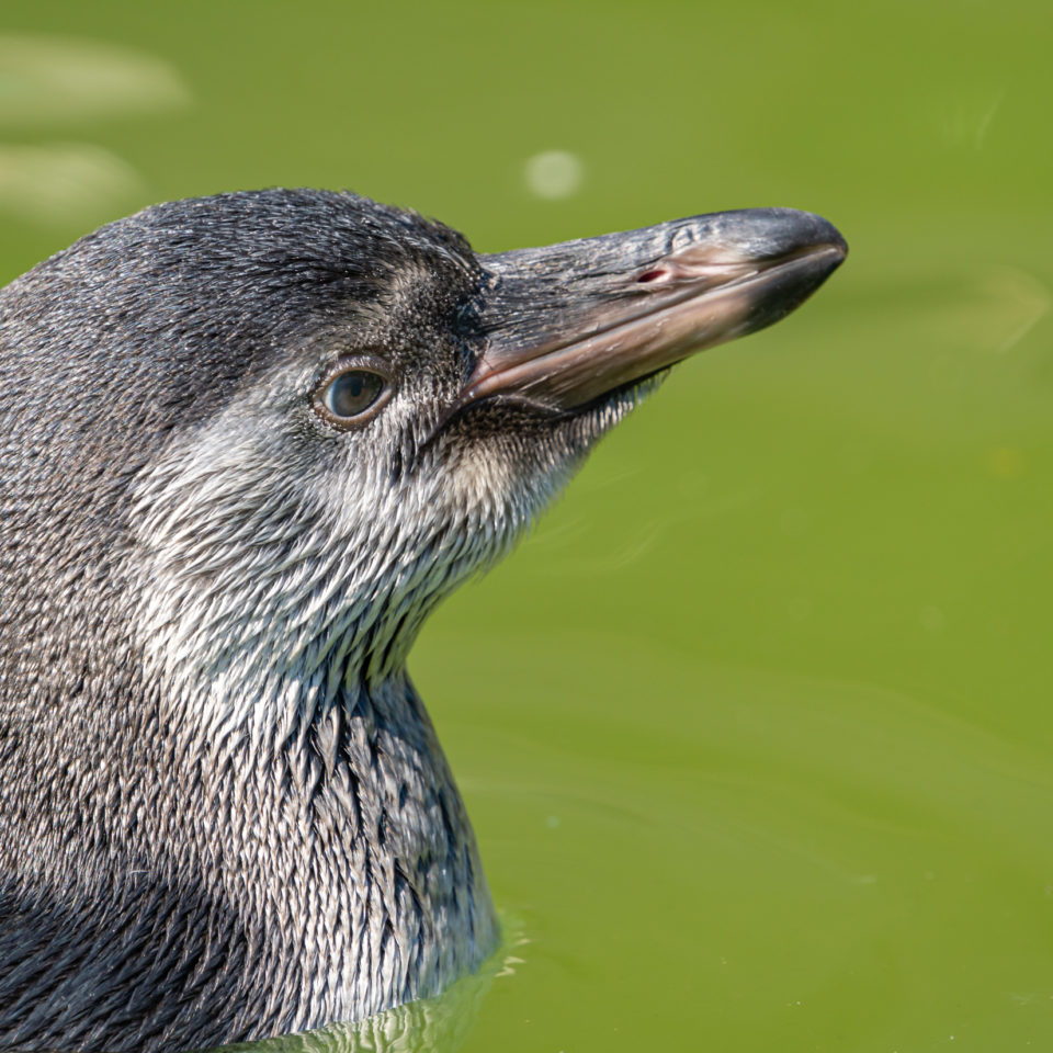 Juni 2020 – Bergzoo Halle (Saale)