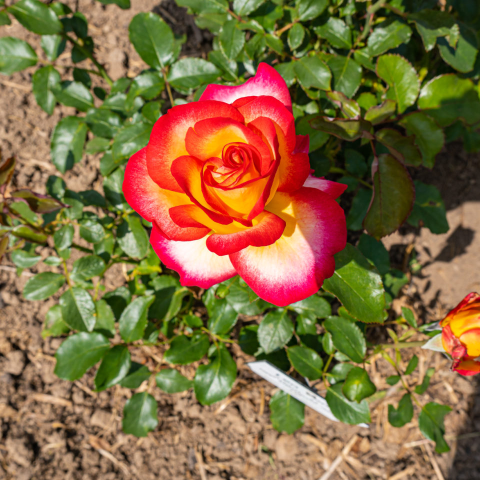 Juni 2020 – Europarosarium Sangerhausen