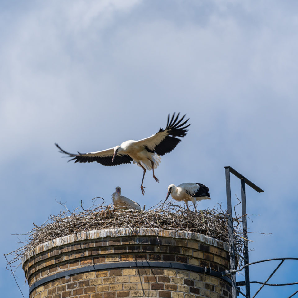 Juni 2020 – Radtour zu den Störchen