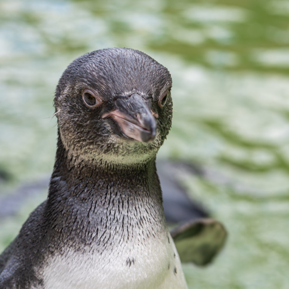 Juli 2020 – Bergzoo Halle (Saale)