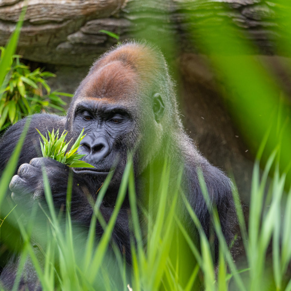 Juli 2020 – Zoo Leipzig