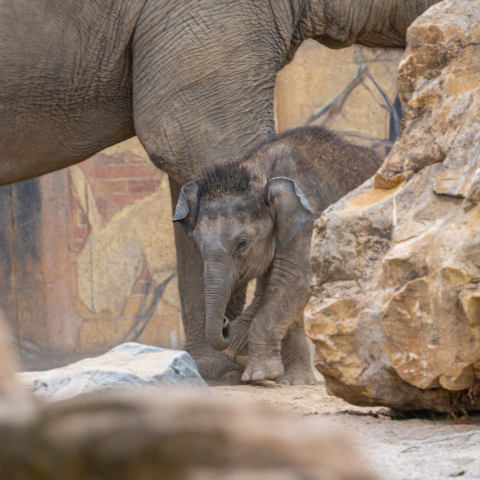 Juli – 2020 – Zoo Leipzig (Kiran und die jungen Löwen)