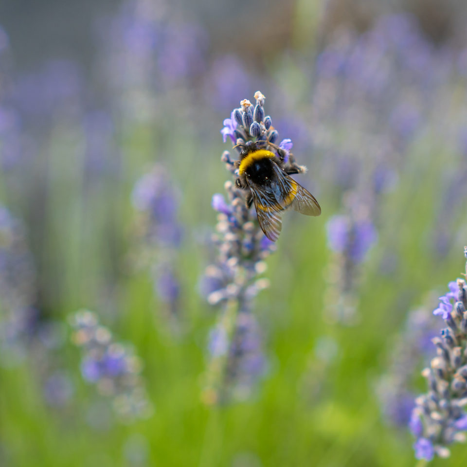 August 2020 – Insekten im Schrebergarten