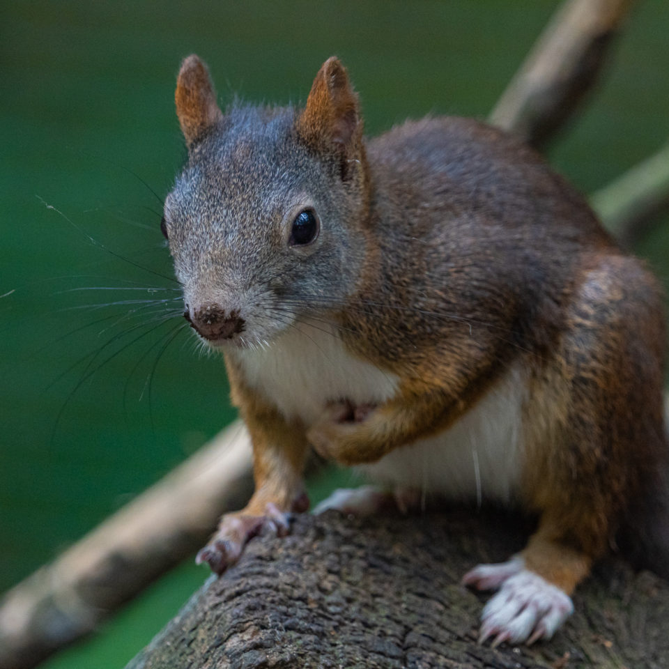 August 2020 – Wildpark-MV