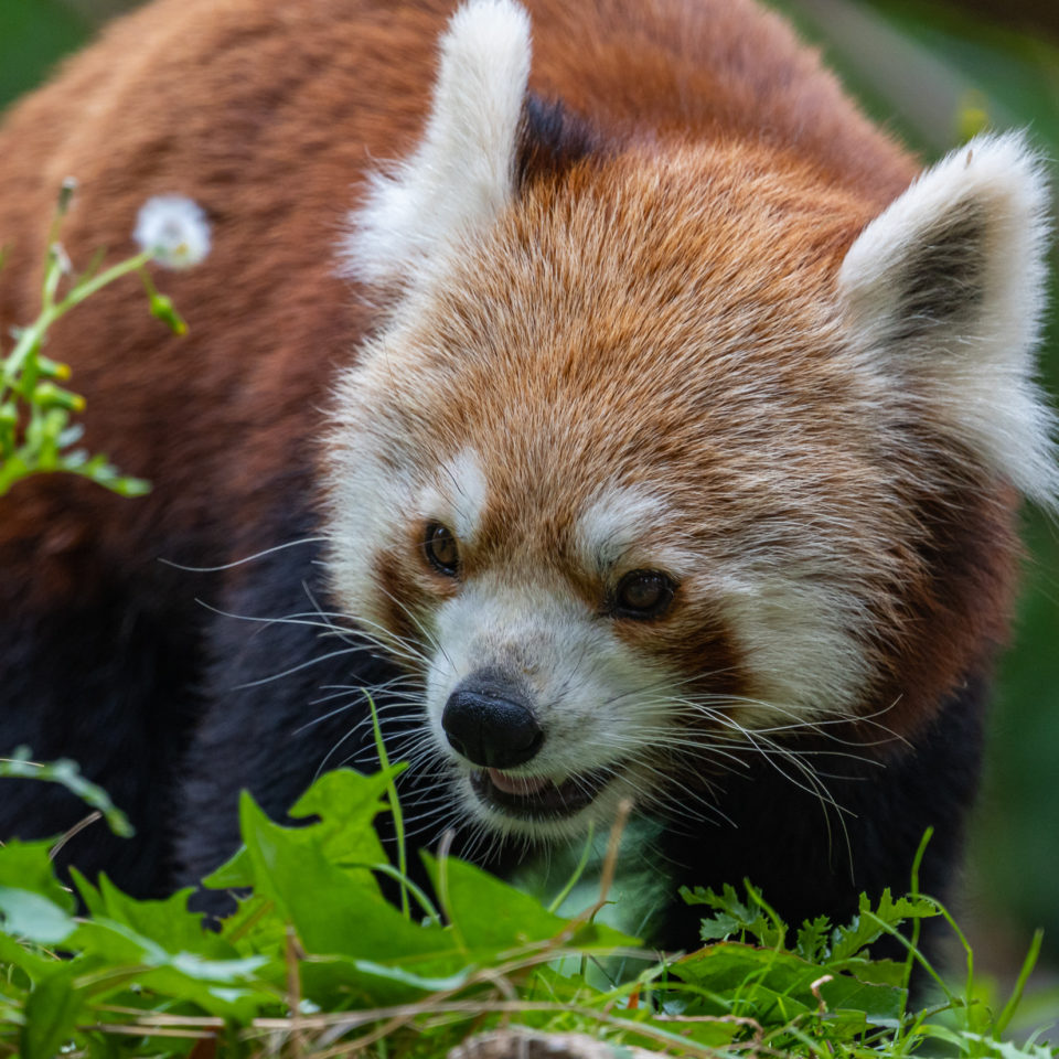 August 2020 – Zoo Leipzig