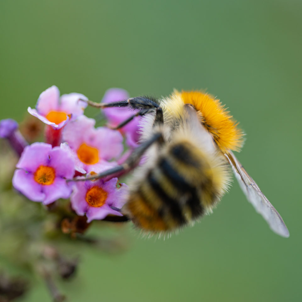 September 2020 – My First Macro – Sigma 70mm F2.8 DG MACRO