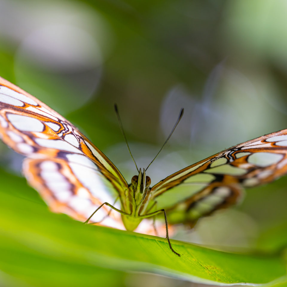 September 2020 – Alaris Schmetterlingspark Wittenberg (Makro)