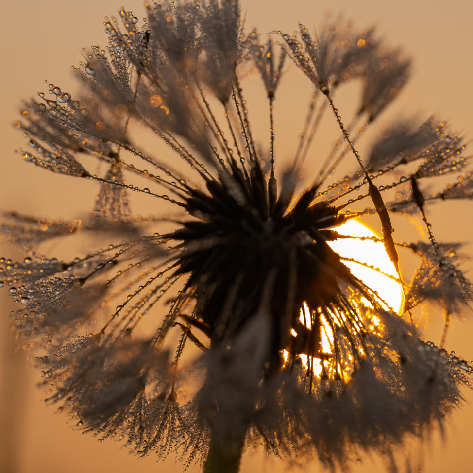 September 2020 – Makroaufnahmen im Sonnenaufgang