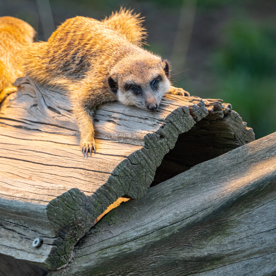 September 2020 – Zoo Halle (Saale)