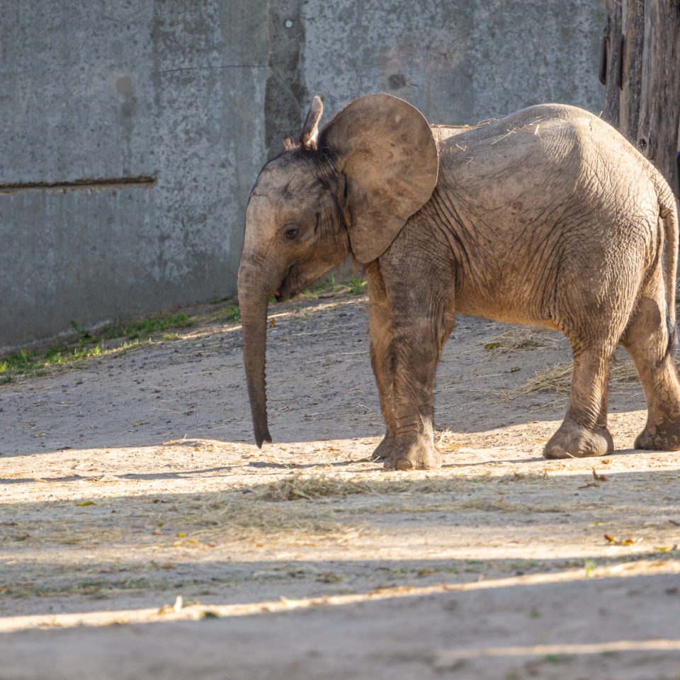 September 2020 – Bergzoo Halle – Elani hat Geburtstag