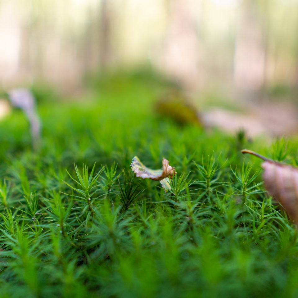 Oktober 2020 – Waldspaziergang