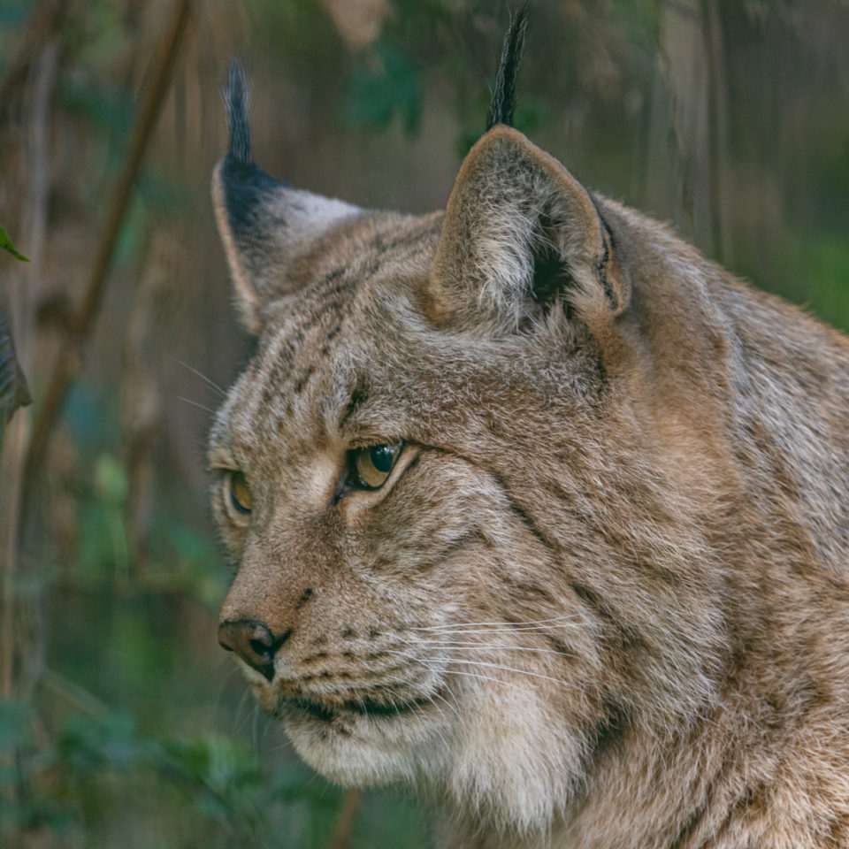 Oktober 2020 – Tierpark Petersberg