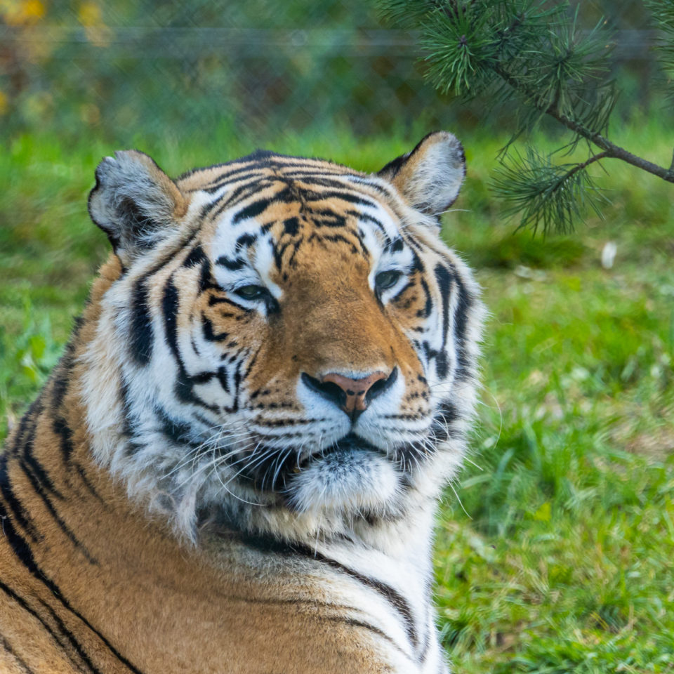 Oktober 2020 – Wildpark Lüneburger Heide