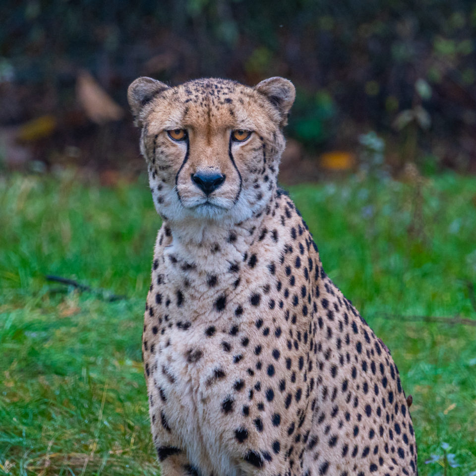 Oktober 2020 – Serengeti-Park Hodenhagen