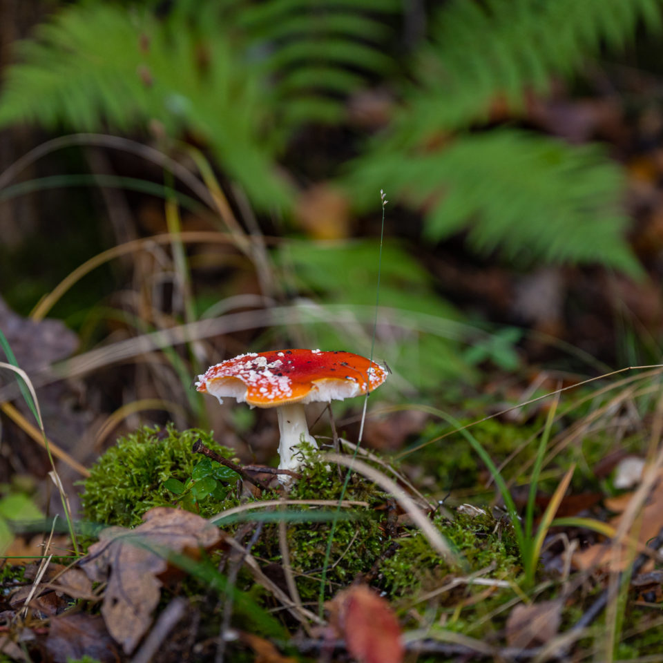 November 2020 – Walspaziergang mit einem Makroobjektiv