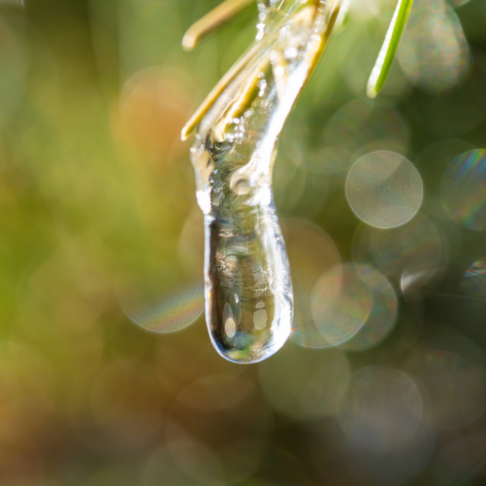 Februar 2021 – Faszination Makro im Winter