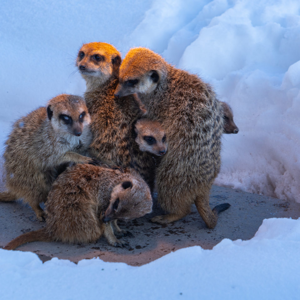 Februar 2021 – Winterwonderland im Bergzoo Halle