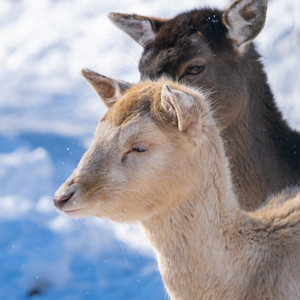 Februar 2021 – Winter im Tierpark Petersberg