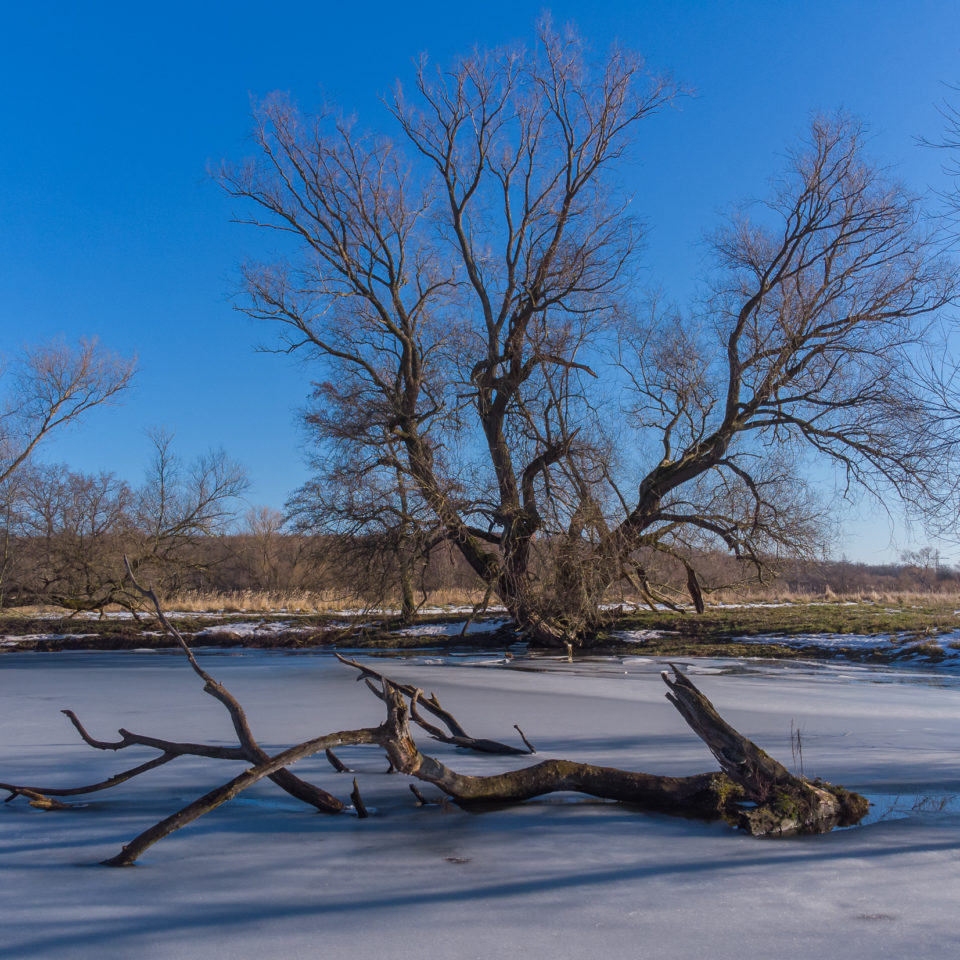 Februar 2021 – Nach dem Wintereinbruch