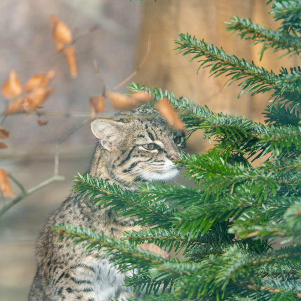 Februar 2021 – Tierpark Dessau