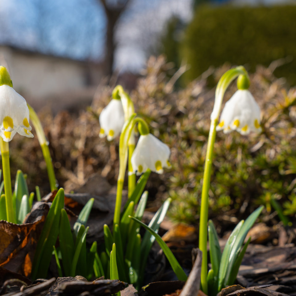 März 2021 – Tamron 17-70 – Test – Tag 1