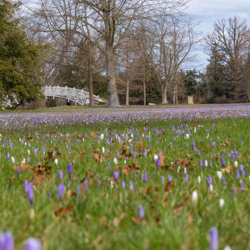 März 2021 – Tamron 17-70 – Krokusblüte im Wörlitzer Park