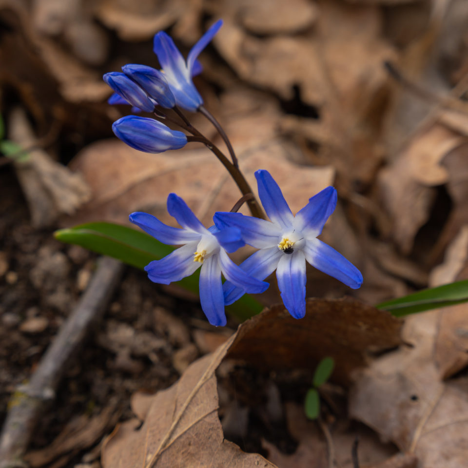 März 2021 – Fotowalk durch die Natur – Tamron 17-70 – DJI Mini 2