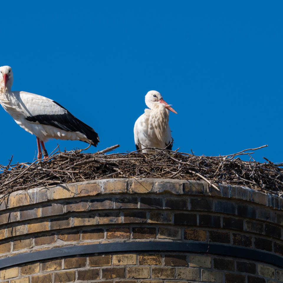März 2021 – Störche im Nest – 1. Test SEL200-600